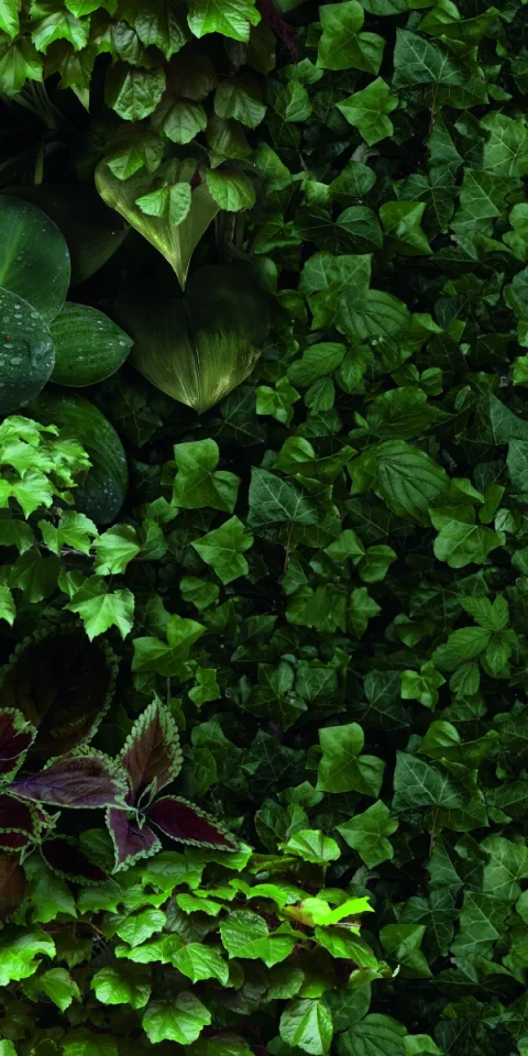 European Tiles Rainforest 50x100 3.5mm Rectified Tile - Piece D product image - Image 1